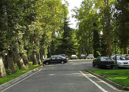درخت کشی در نیاوران ؟!