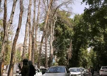 نقشه راه فضای سبز پایتخت تدوین می‌شود/ درختان خشک تهران باید جمع‌آوری شوند