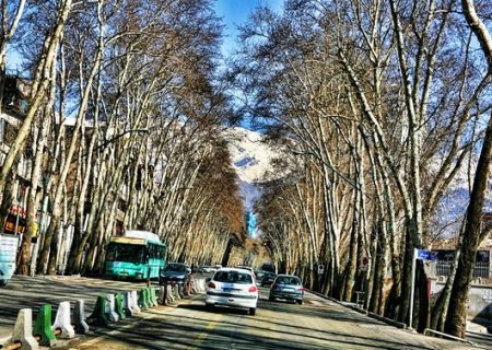 درختان خیابان ولیعصر(عج) از اصفهان می‌آیند