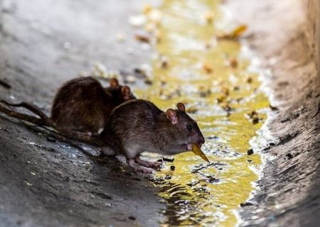آخرین وضعیت موش‌‌های موذی و سگ‌های ولگرد در تهران